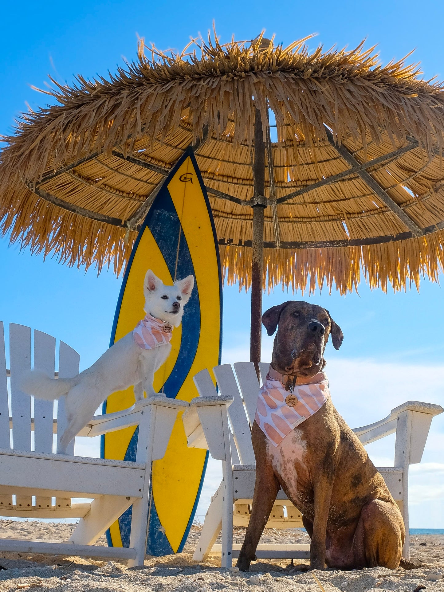 Surf's Up Classic Tie-On Dog Bandana + Personalized Koa Dog Tag