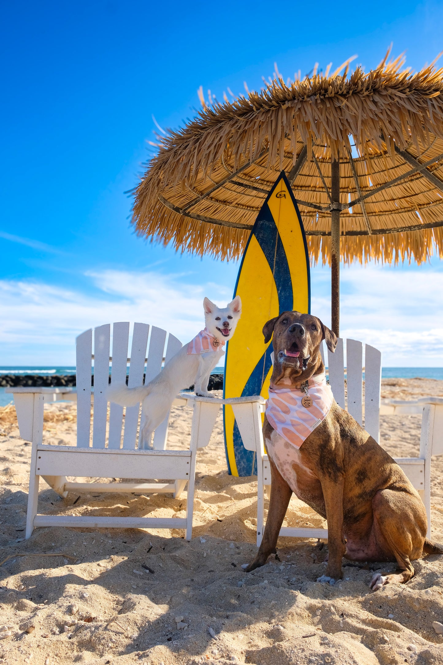 Surf's Up Classic Tie-On Dog Bandana + Personalized Koa Dog Tag